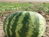 کاشت هندوانه در شیروان چرداول آغاز شد‏