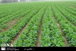 28 طرح در كارگروه كشاورزی استان اردبیل به تصویب رسید