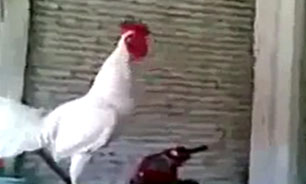 خنده خروس + فیلم