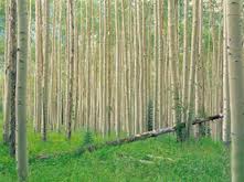 زنجان در زمینه اجرای طرح توسعه زراعت چوب حائز رتبه دوم كشور است