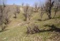 خشكیدگی اراضی جنگلی استان چهارمحال و بختیاری در دست بررسی است