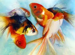نکاتي براي خريد ماهيان قرمز