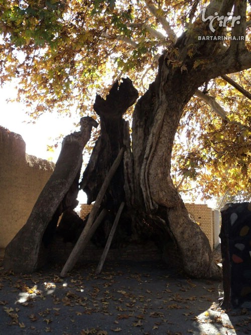 کهنسال ترین چنار کره زمین در ایران