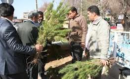 توزيع بيش از يک ميليون نهال در سطح نواحي تهران
