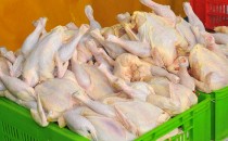 افزایش 10 درصدی تولید گوشت مرغ در کردستان