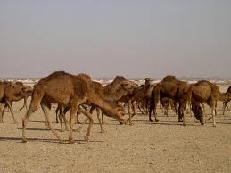 هویت دار شدن شترهای سیریک
