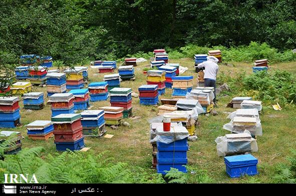 تولید سالانه 900 تن عسل در استان کردستان