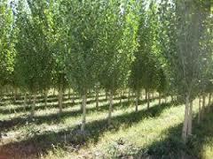 کاشت نهال صنوبر برای نخستین بار به دست خبرنگاران ساروی