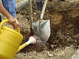غرس نهال به دست استاندار مازندران در نوشهر
