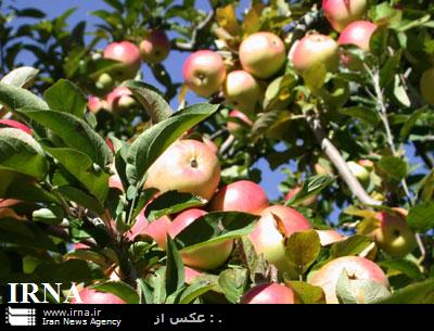 تولید 10درصدمحصولات باغی آذربایجان غربی درمهاباد