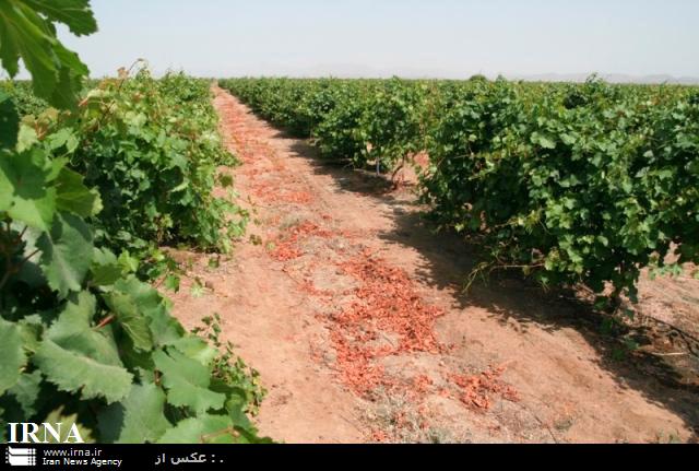 تصویب73 طرح کشاورزی در کامیاران