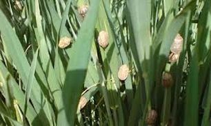 پیشگیری از سن‌زدگی غلات در آذربایجان غربی اجرایی می‌شود