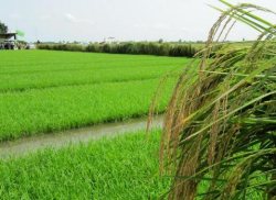 تصویب 50 طرح در كارگروه توسعه كشاورزی شهرستان شهركرد