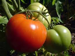 آغاز کشت بهاره گوجه فرنگی در فارس