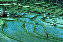رونمایی از ارقام برنج متحمل به شوری آب دریا