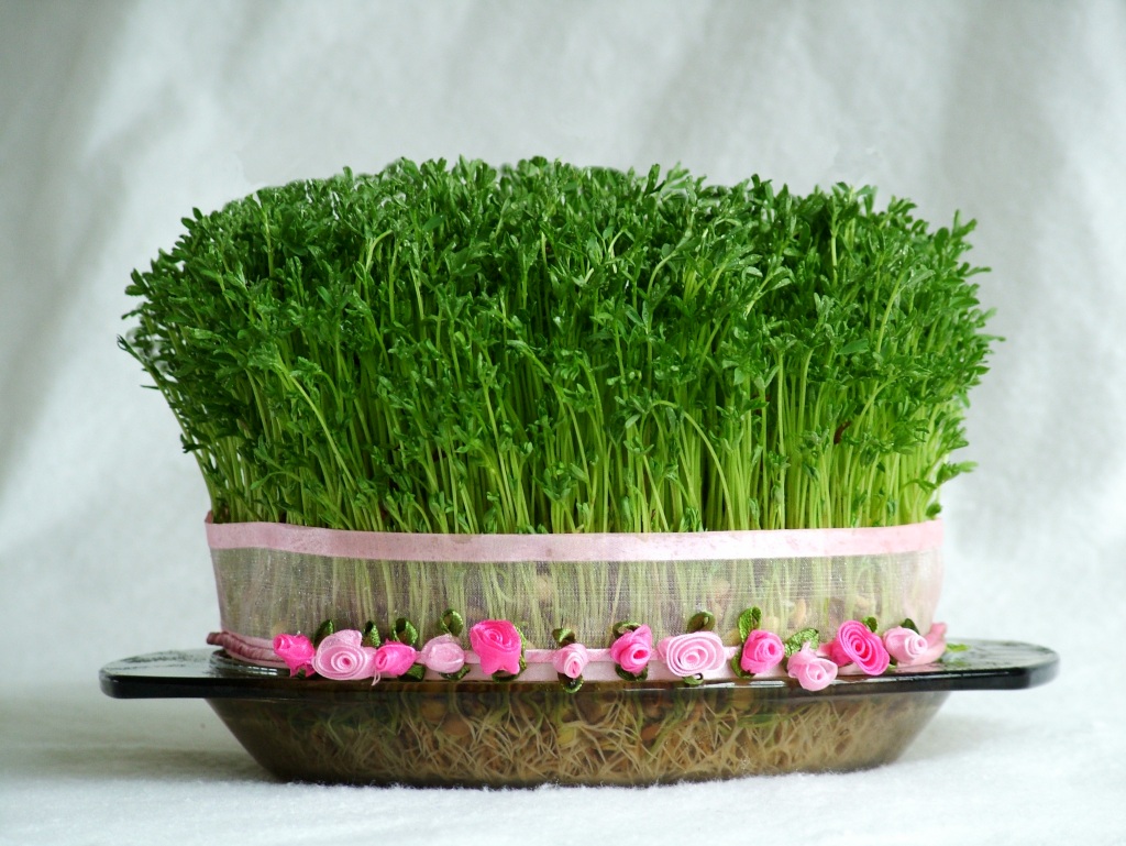 چطور سبزه هفت سین را آماده کنیم؟