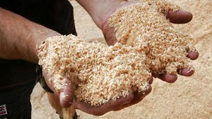 حمام خاک اره / تصاویر