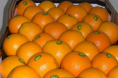 آغاز توزیع میوه شب عید از 25 اسفند/ تامین ذخایر کالاهای اساسی در سال 92