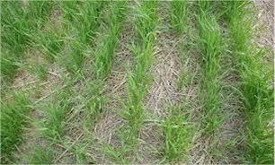 30 طرح توسعه کشاورزی در خوی در دست بررسی است