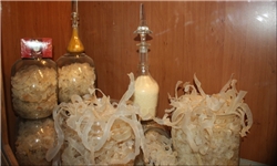 تولید سالانه هزار کیلوگرم کتیرای سفید مفتولی در قروه