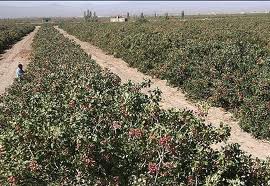 خطر تغییر کاربری بیش از 2 میلیون زمین کشاورزی را تهدید می کند