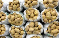 سه هزار تن سیب زمینی از استان اردبیل به روسیه صادر شد