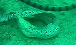 خوردن مارماهی توسط مار + فیلم