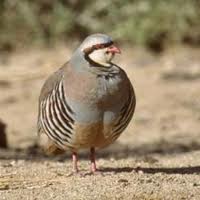 تولید 360 هزار کبک گوشتی در بزرگترین مزرعه پرورش کبک کشور