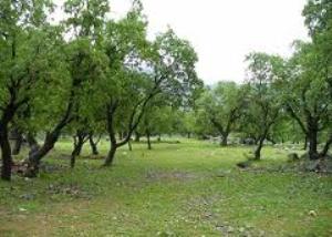 در نوروز کجای ایران را بگردیم؟(489)