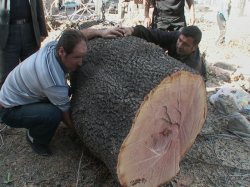 قطع درخت كهنسال در مشگین شهر موجب اعتراض دوستداران طبیعت شد