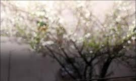 استقبال از بهار گیلان با سفیدی برف