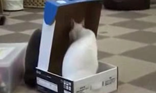 بازیگوشی گربه‌ها + فیلم