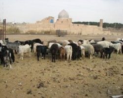 عشایر گچساران برای فروش دام مازاد خود با كمبود جایگاه عرضه مواجه اند