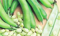 افزایش 5 درصدی برداشت باقلا از مزارع خوزستان