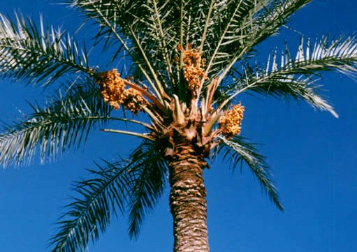 اجرای خوشه‌بندی درختان خرما در نیکشهر