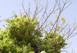 اختصاص5 میلیارد و 500 میلیون تومان برای اجرای طرحهای مقابله با بیماری جاروک لیمو ترش