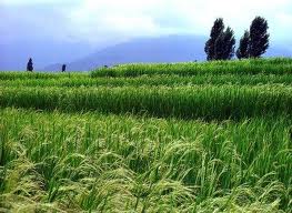 کشت برنج در 60 هزار هکتار از زمين هاي کشاورزي خوزستان