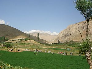توریکروزه