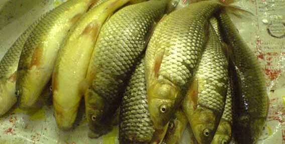 قزل آلای رنگین کمان (بین 300 تا 1000 گرم) 5000تومان...