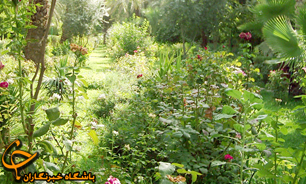 اغاز برداشت زردالو از باغات جلفا