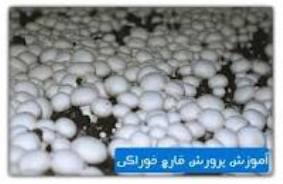 زير سازي مجتمع توليد قارچ در 12 هكتار از زمينهاي جونقان