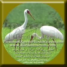 مهاجرت درنای امید به امید زندگی