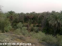 اصلاح 15 هزار هکتار از باغات هرمزگان
