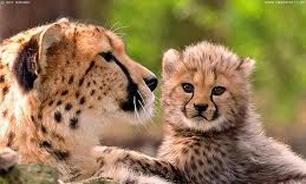 فیلم / فرار دو توله چیتا از باغ وحش و بازگشت با صدای مادر