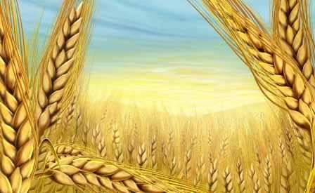 برداشت گندم در كهگیلویه و بویراحمد 300 درصد افزایش می یابد