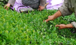 توليد چاي با طعم هاي متنوع در لاهيجان