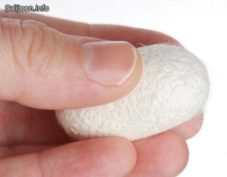آغاز خرید تضمینی پیله تر ابریشم در گیلان