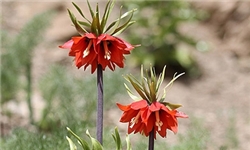 طرح سرزمین مادری در شهرکرد رونمایی شد