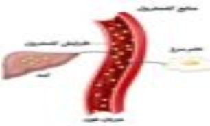 كلسترول (Cholesterol) چيست؟