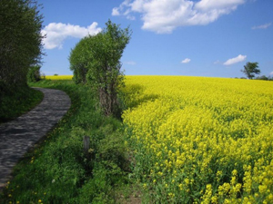 کارشناسی معین در مزارع فارس